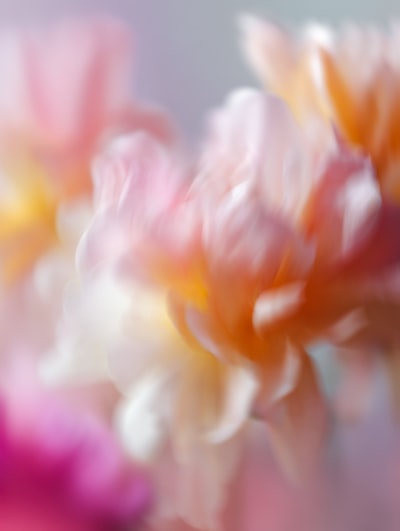 Https://planetvolumes.gumroad.com/l/Floral wallpaper preview