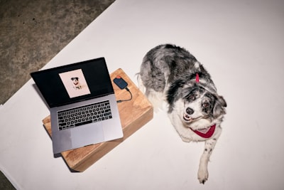 A Speckled Dog And Laptop On A White Studio Floor.