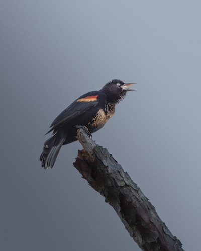 A Male Red-winged Blackbird Perched On A Weathered Branch, Calling Into The Open Sky. The Minimal Background And Soft Light Emphasize The Bird’s Iconic Red Shoulder Patch And Expressive Posture, Capturing A Quiet Moment Of Wild Communication. wallpaper preview