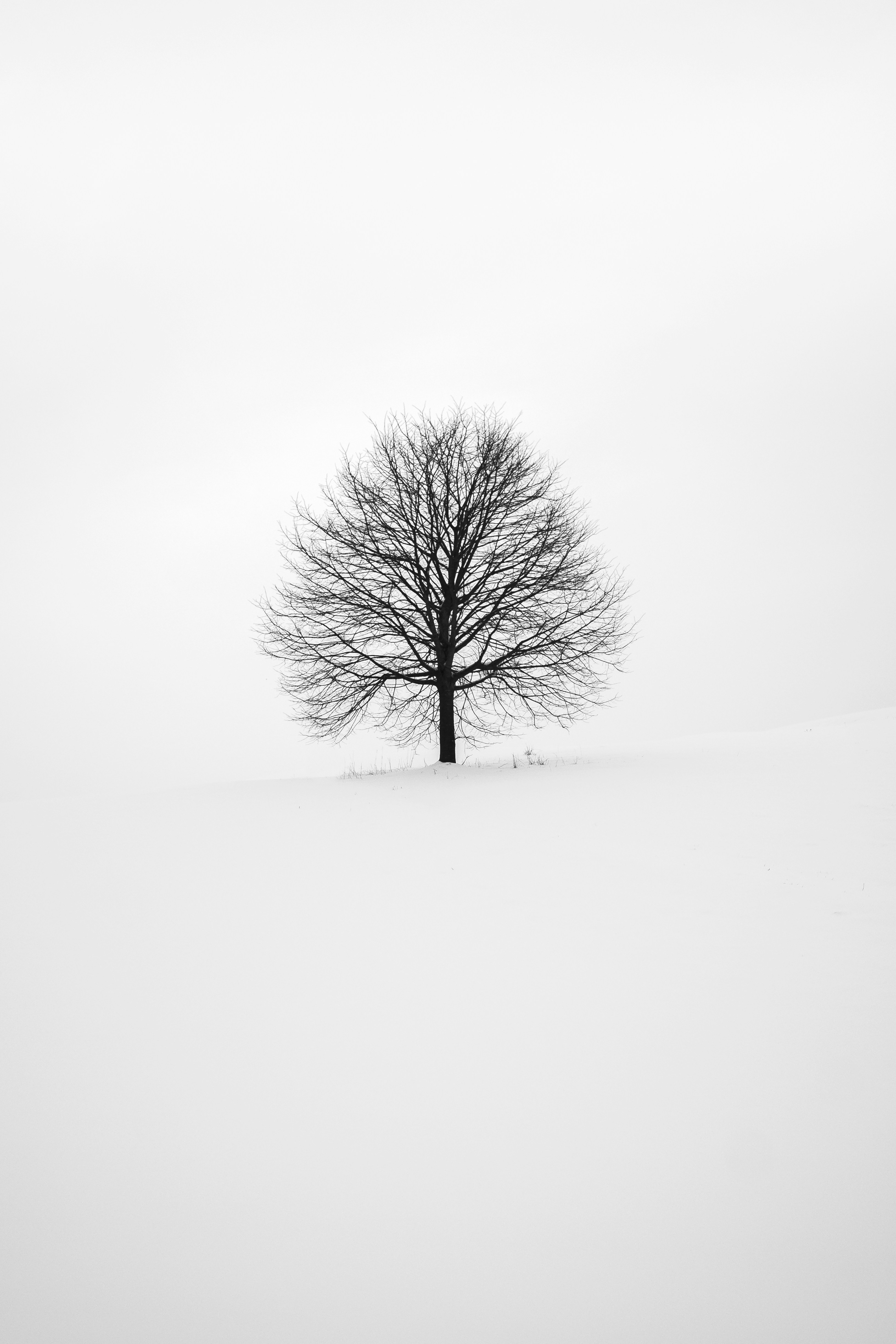 Photography Of Tree