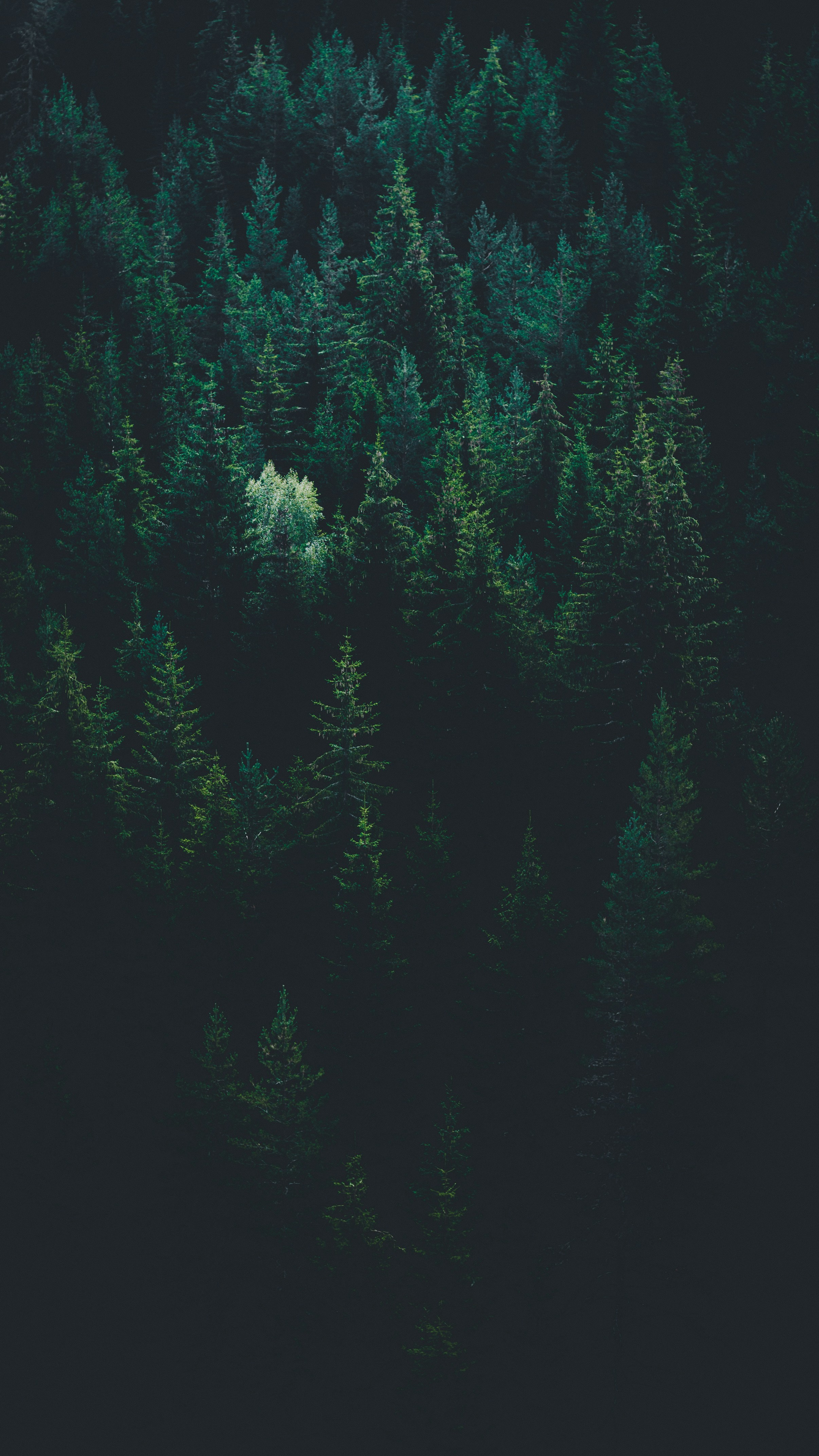 Scenery Of Forest Trees