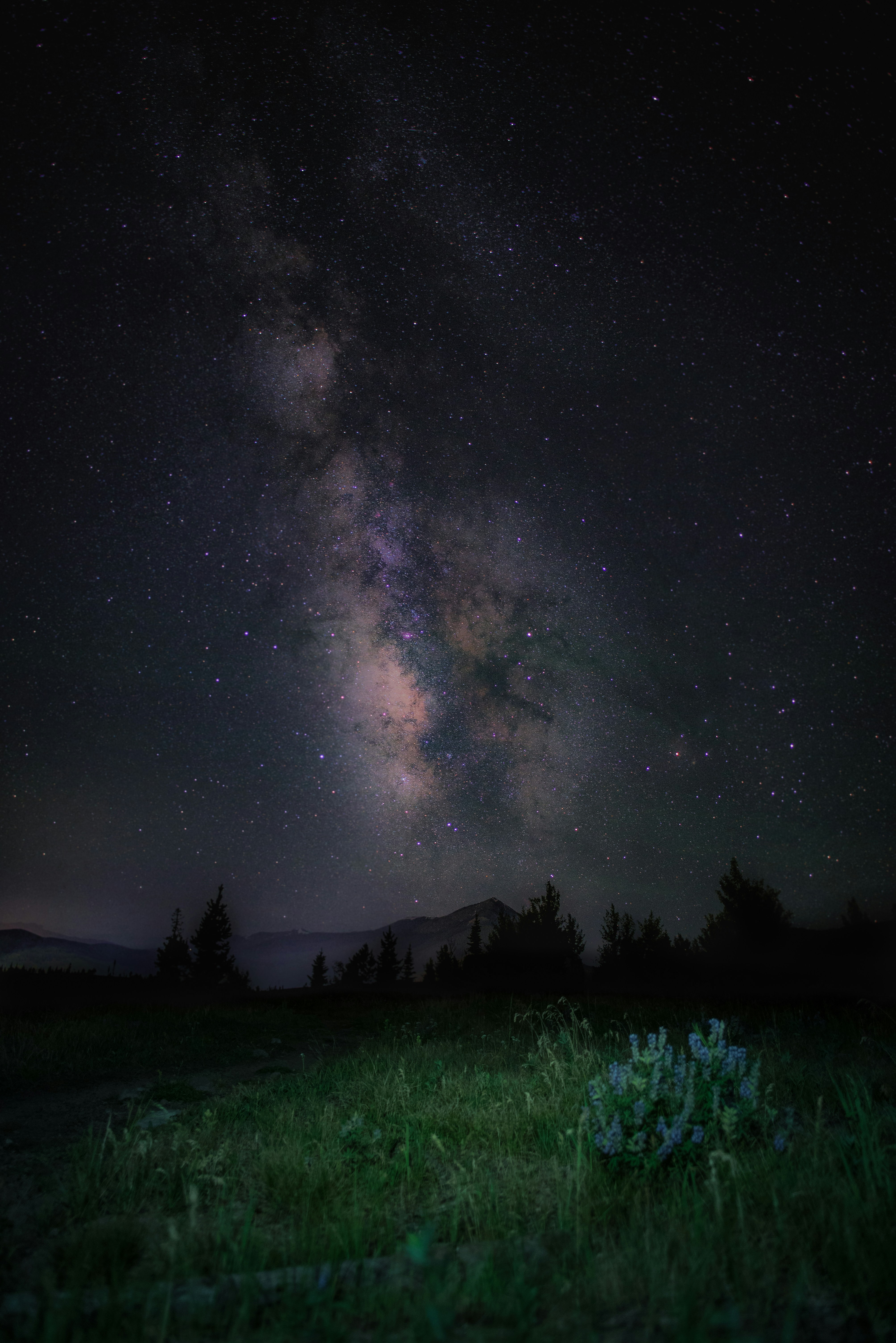 A Field With Grass And Trees Under A Night Sky Filled With Stars