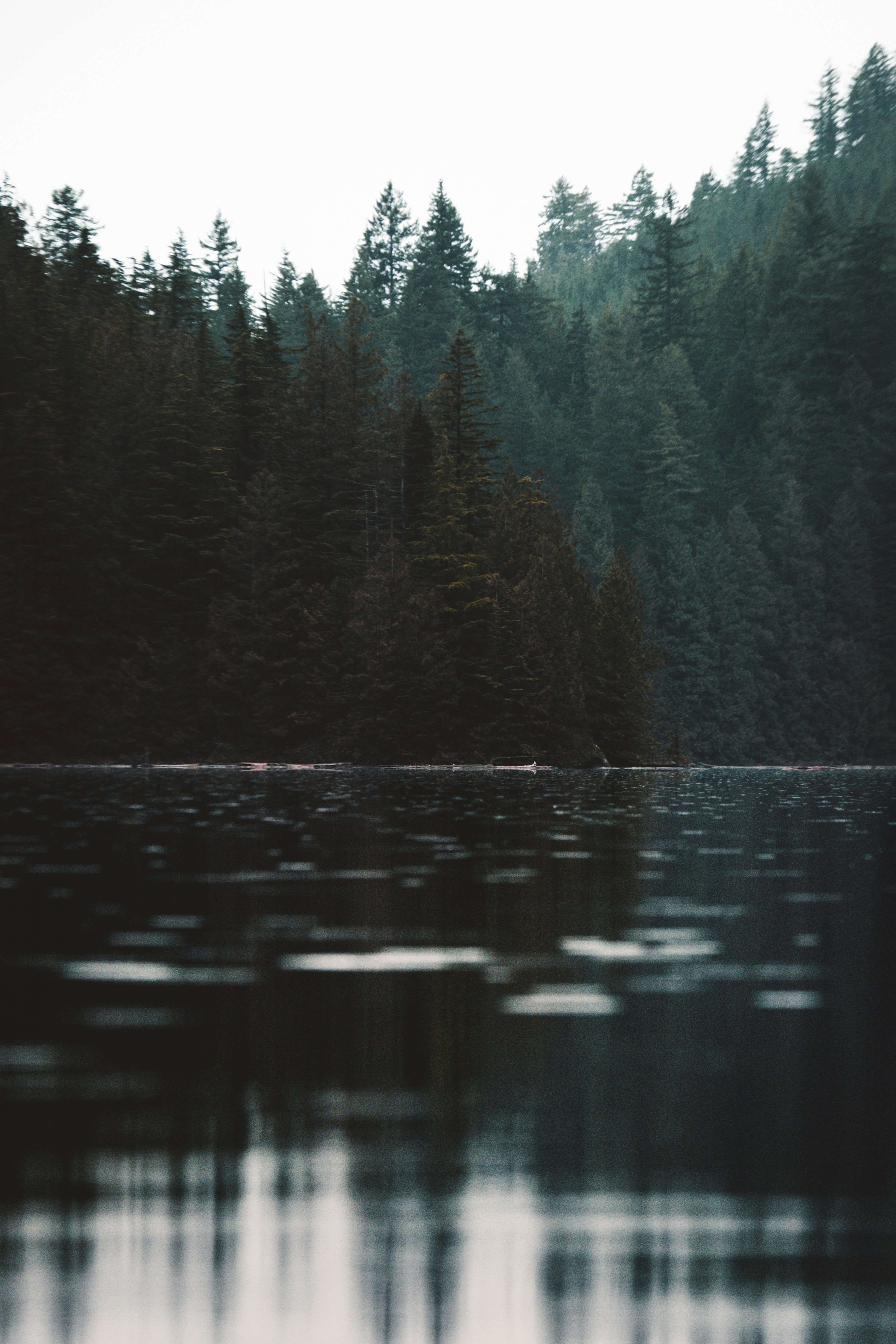Green Trees Beside Body Of Water During Daytime