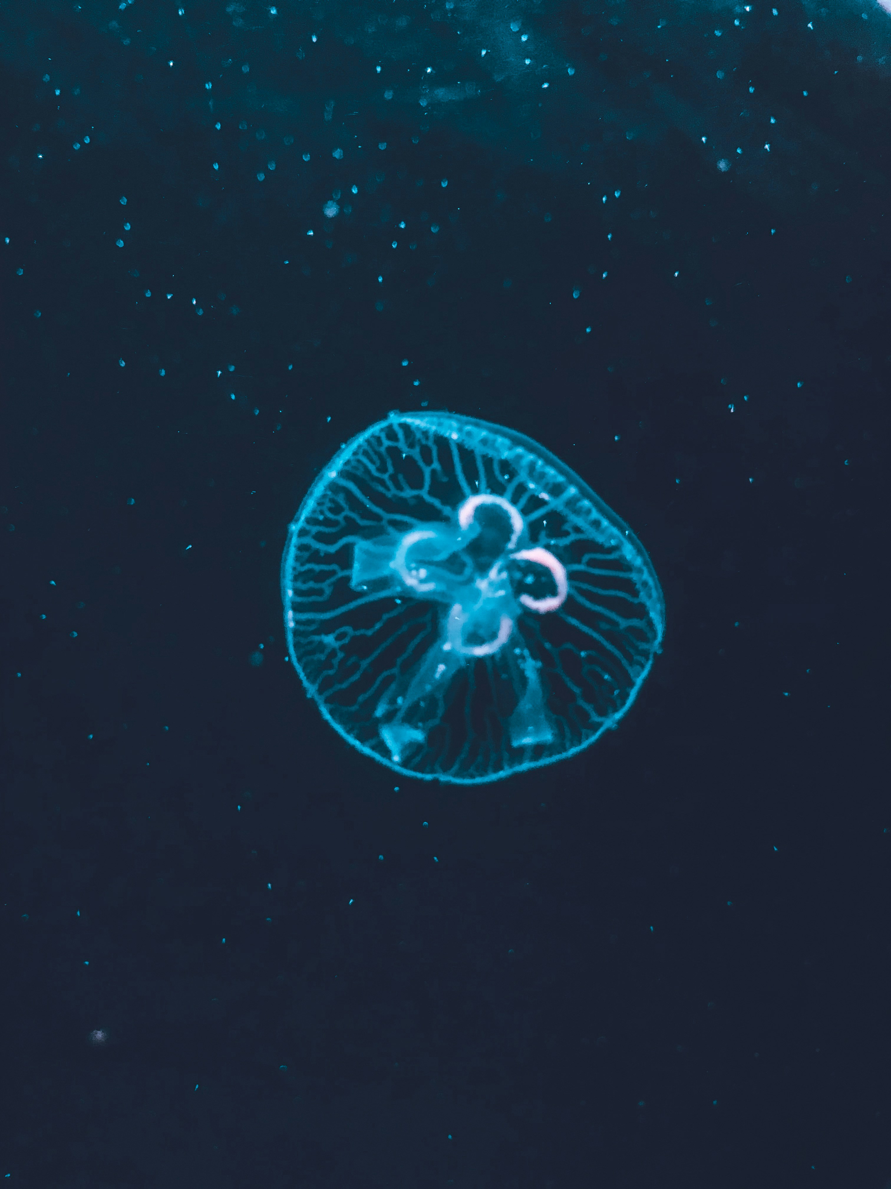 A Blue Jellyfish Floating In The Ocean