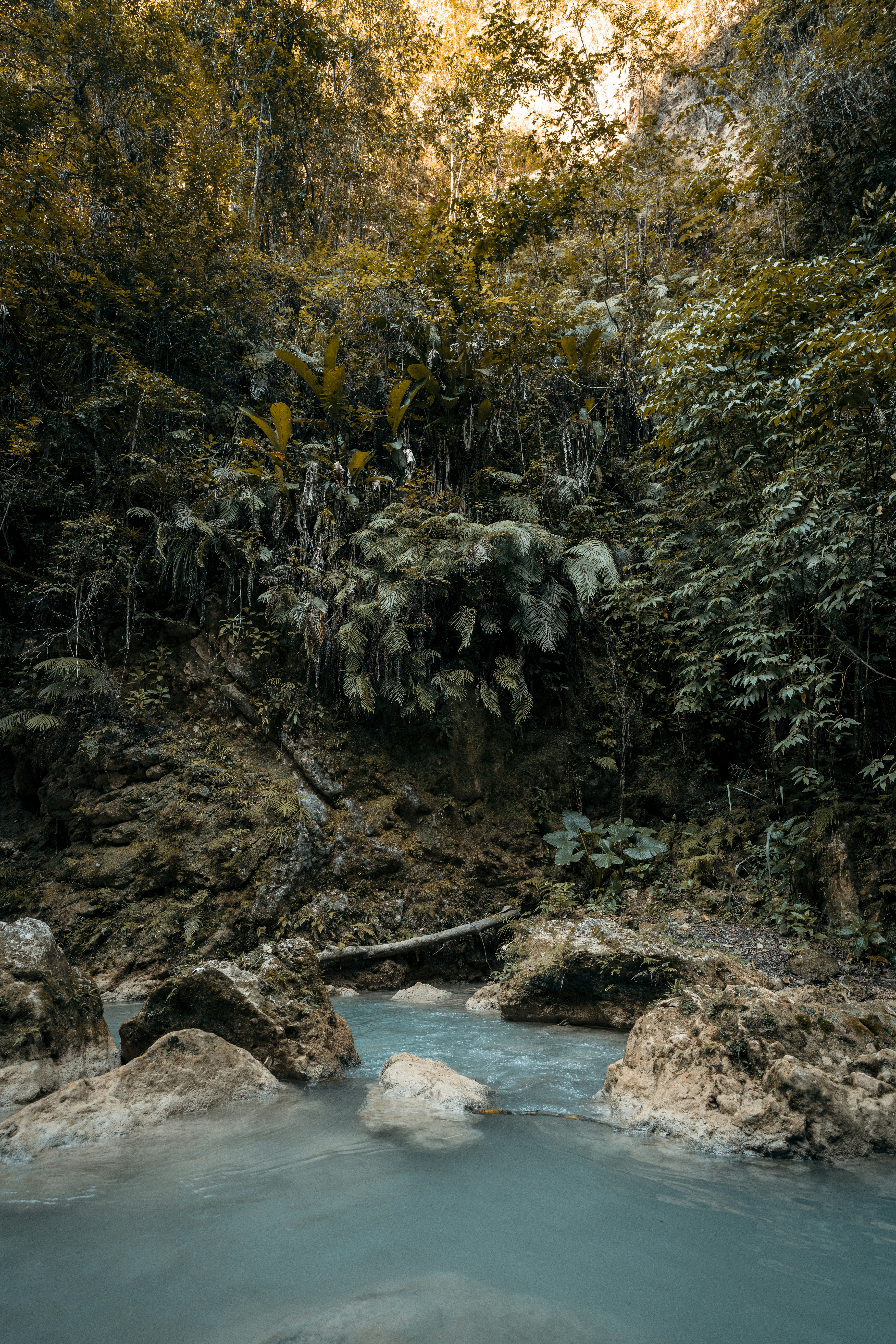 A River Running Through A Lush Green Forest