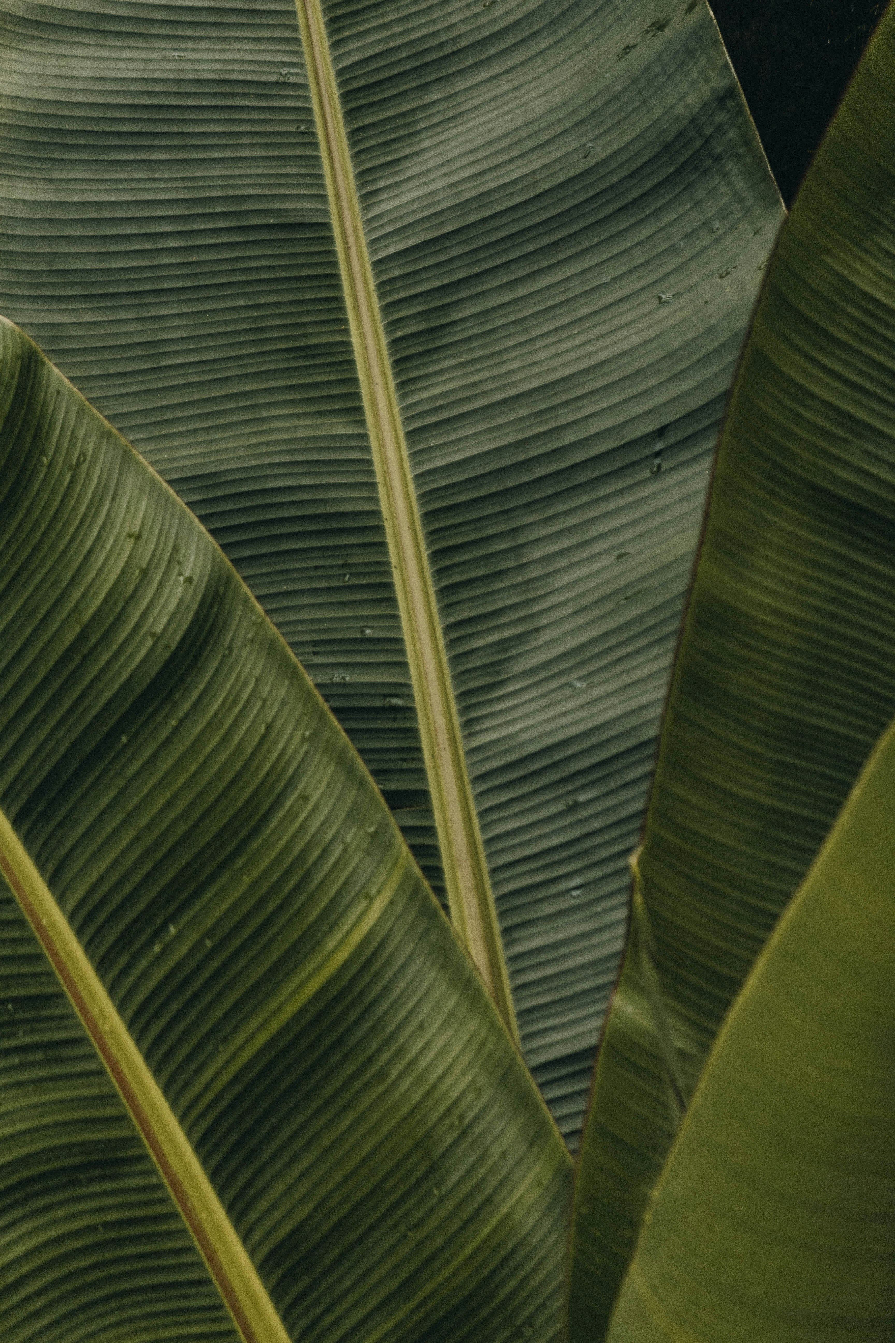 Palm Leaf