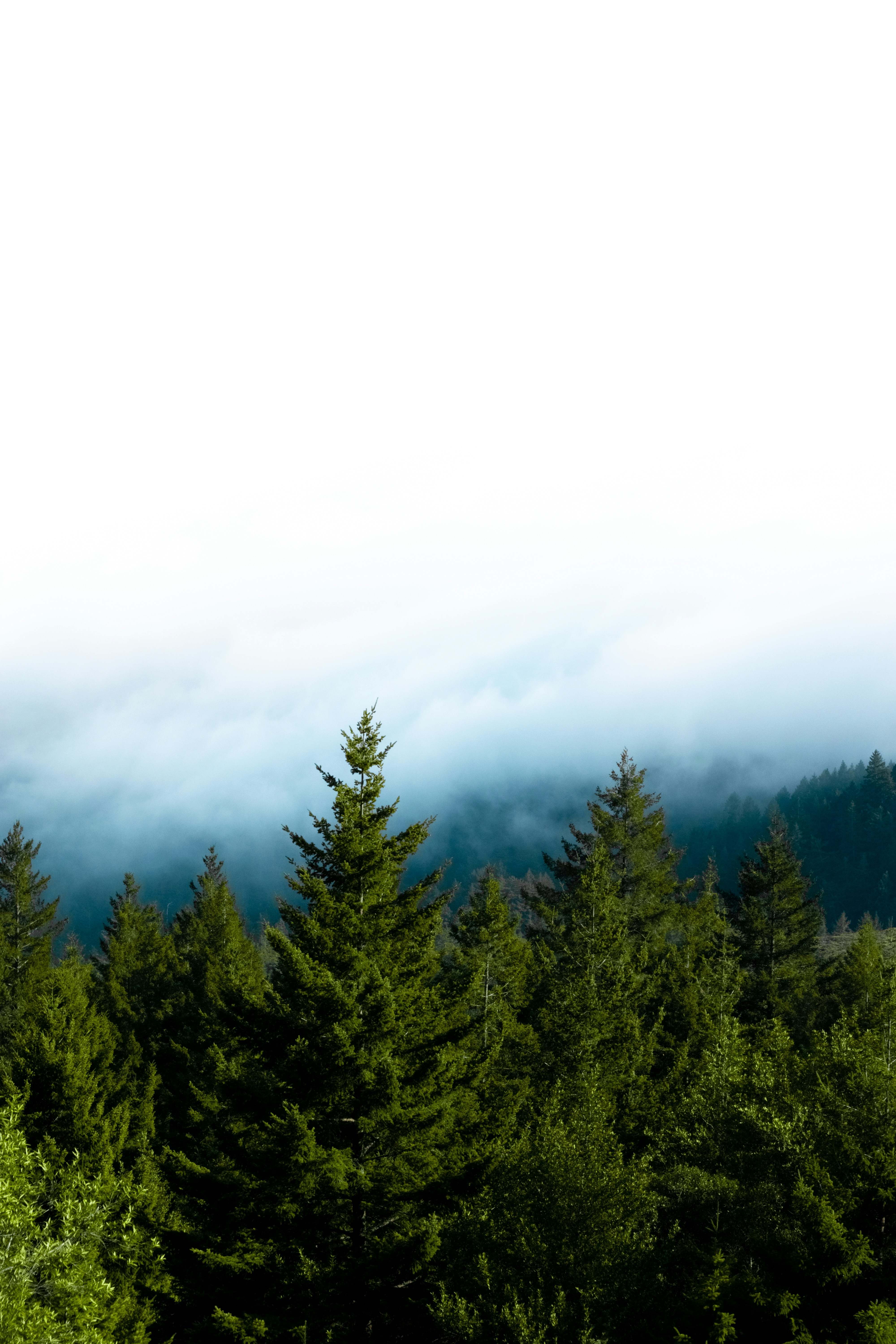 Green Pine Tree