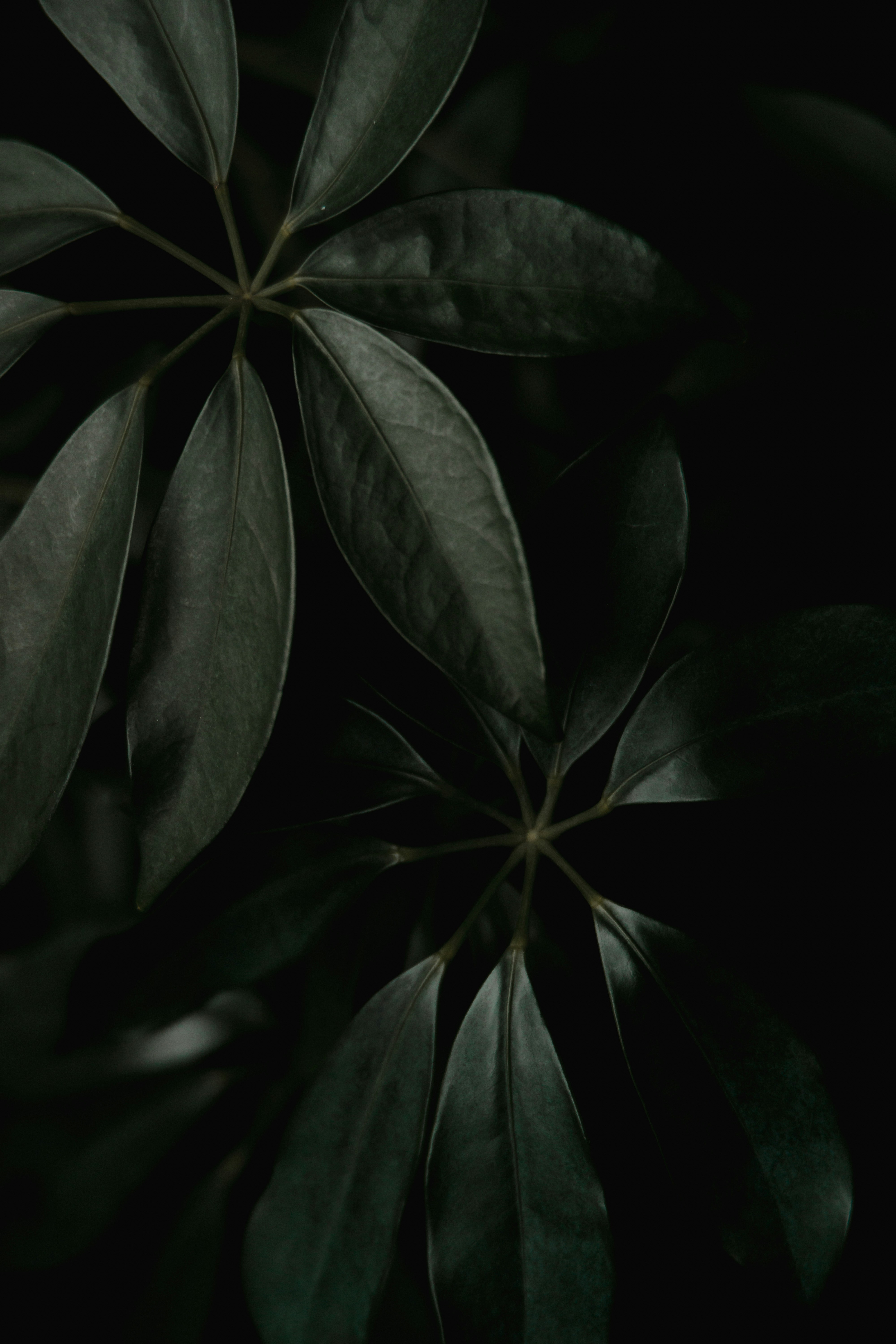 细叶植物的静谧肖像