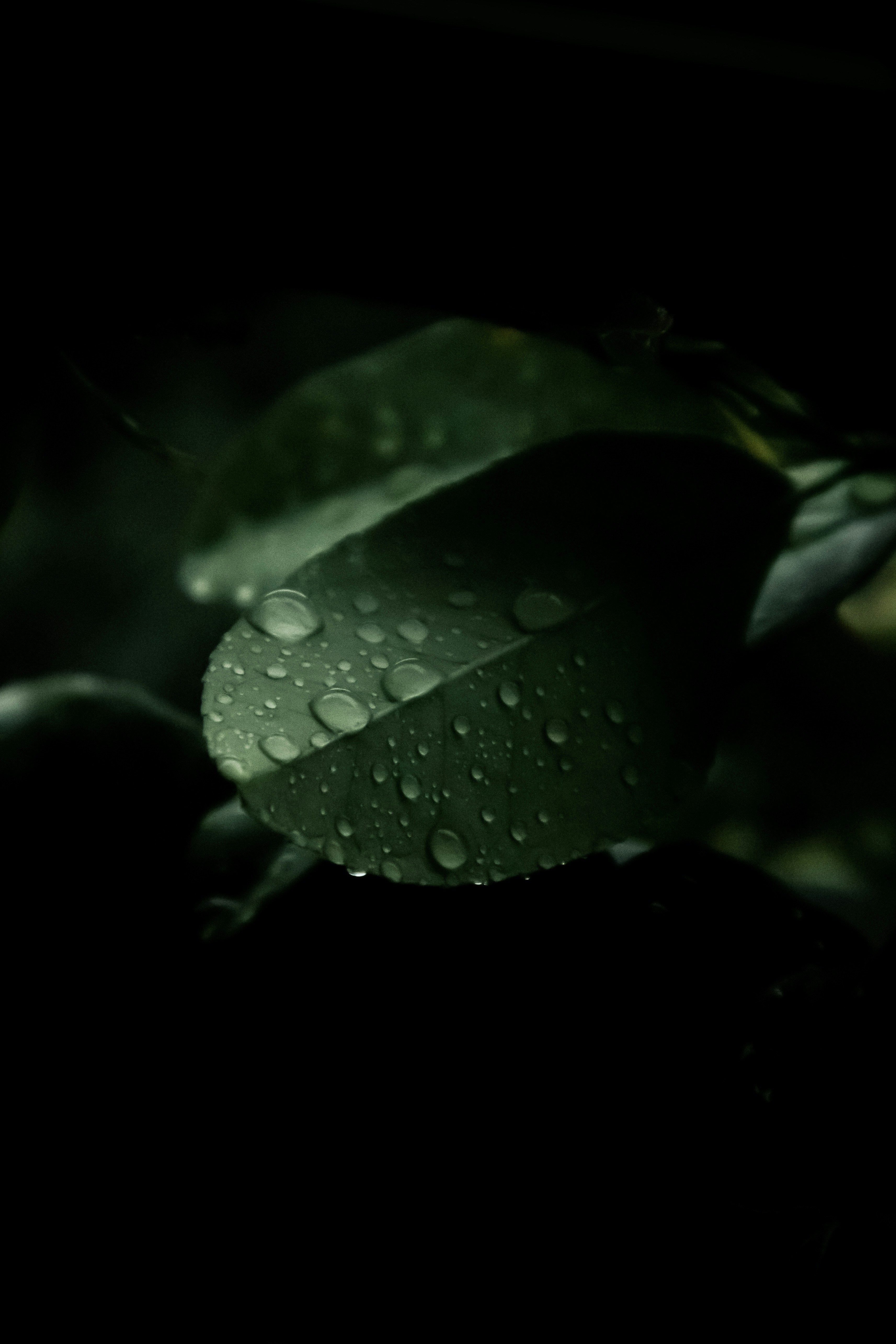 A Green Leaf With Water Droplets On It