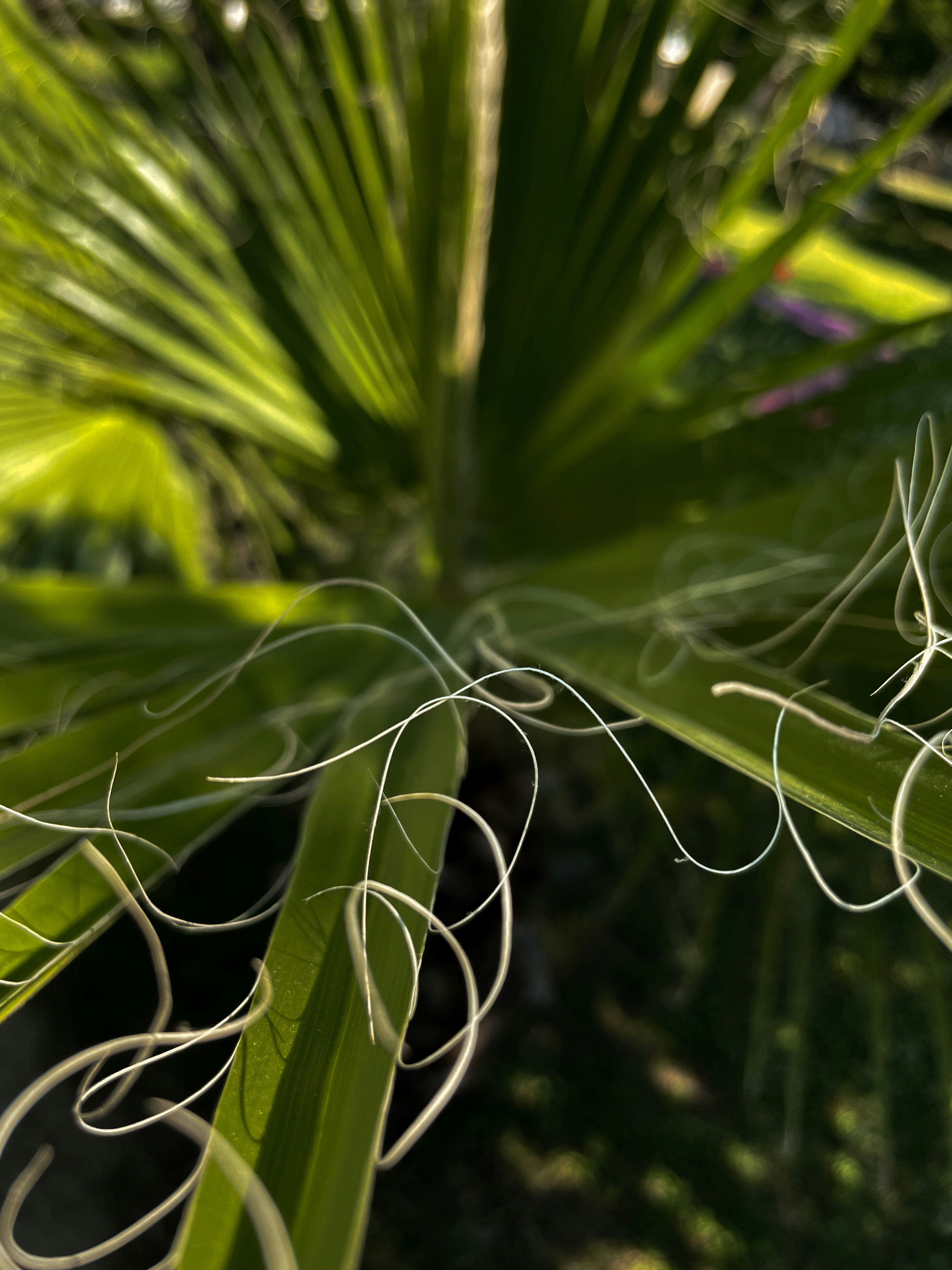 Green Plant In Close Up Photography