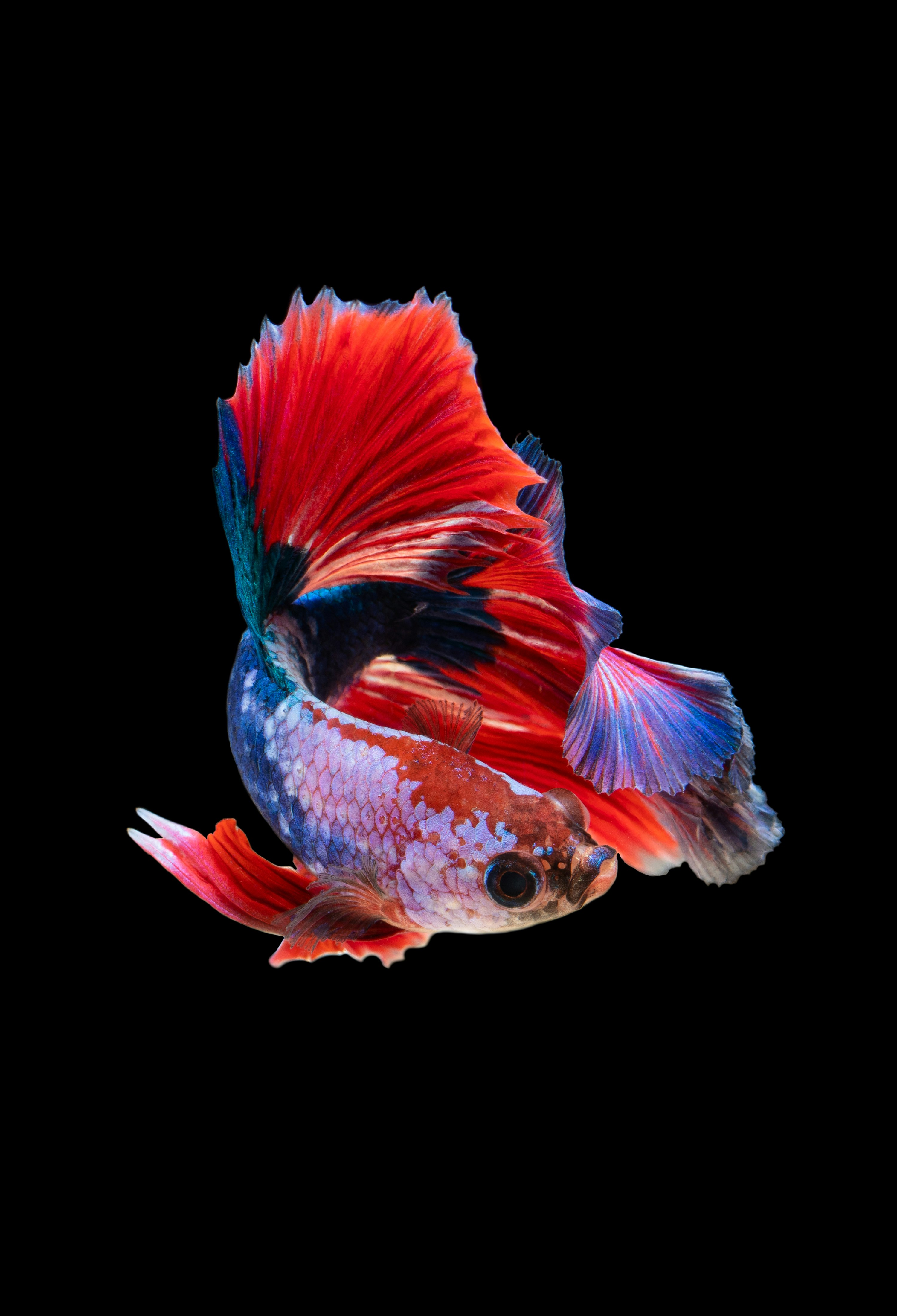 Bettas Are My Favorite Subject To Shoot These Days. They Are Beautiful, Intelligent And Aggressive.