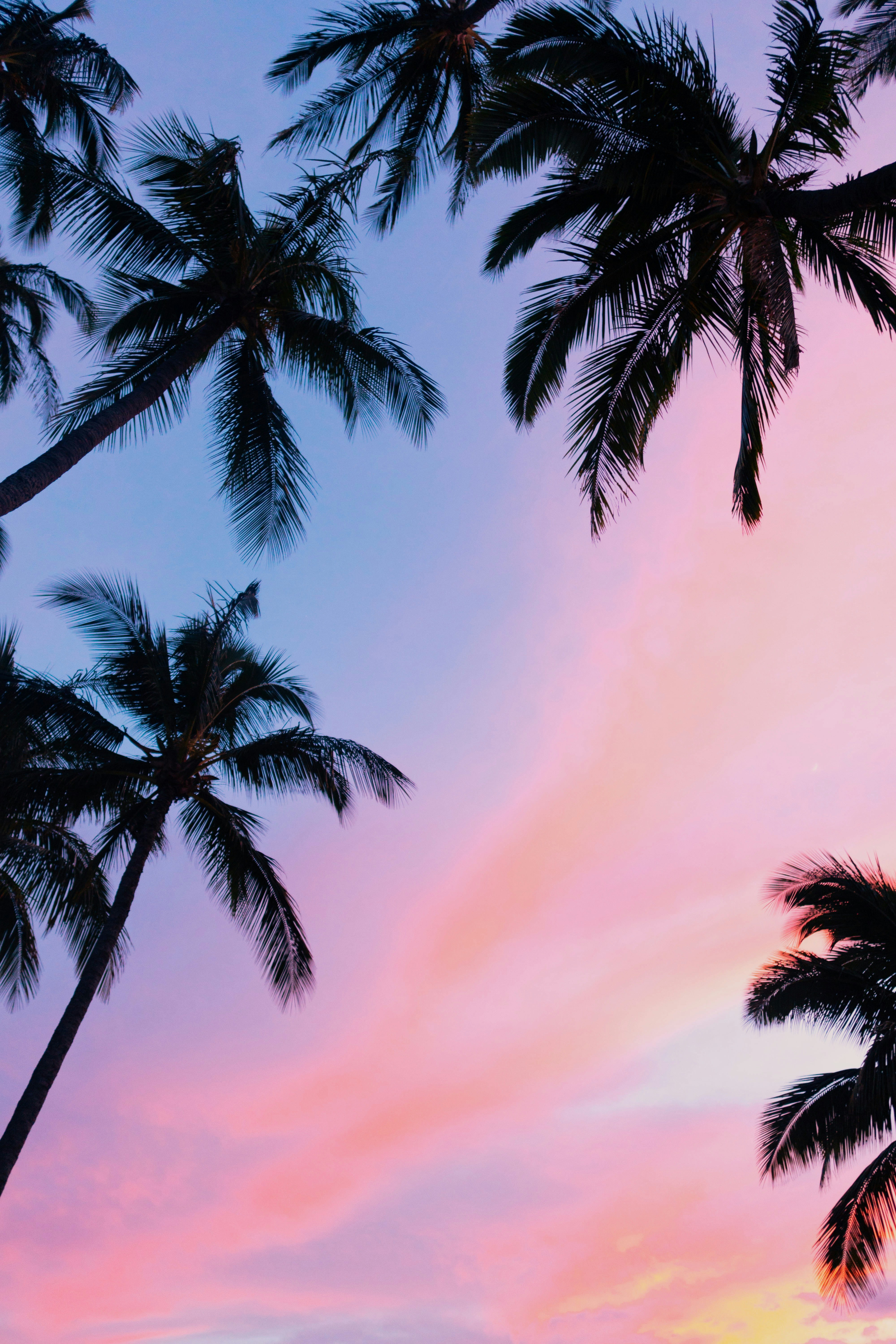 Low-angle Photography Coconut Trees During Golden Hour